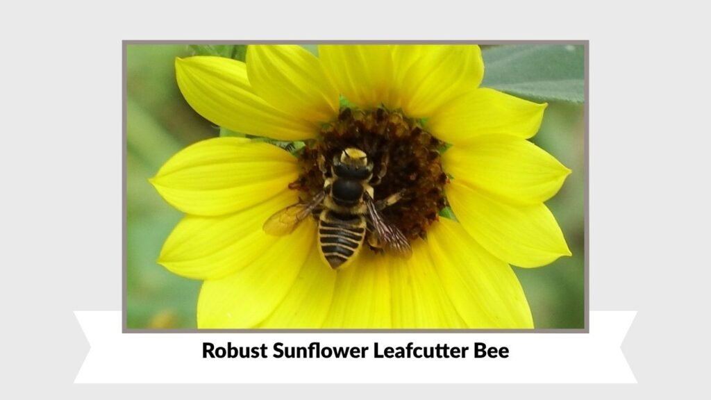 Robust Sunflower Leafcutter Bee