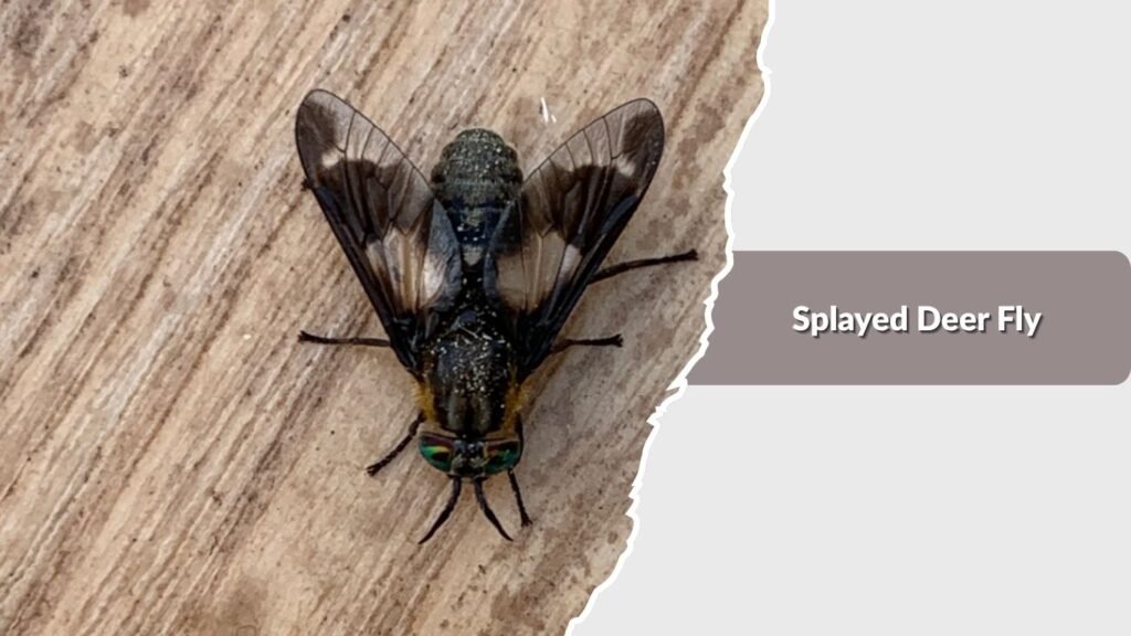 Splayed Deer Fly