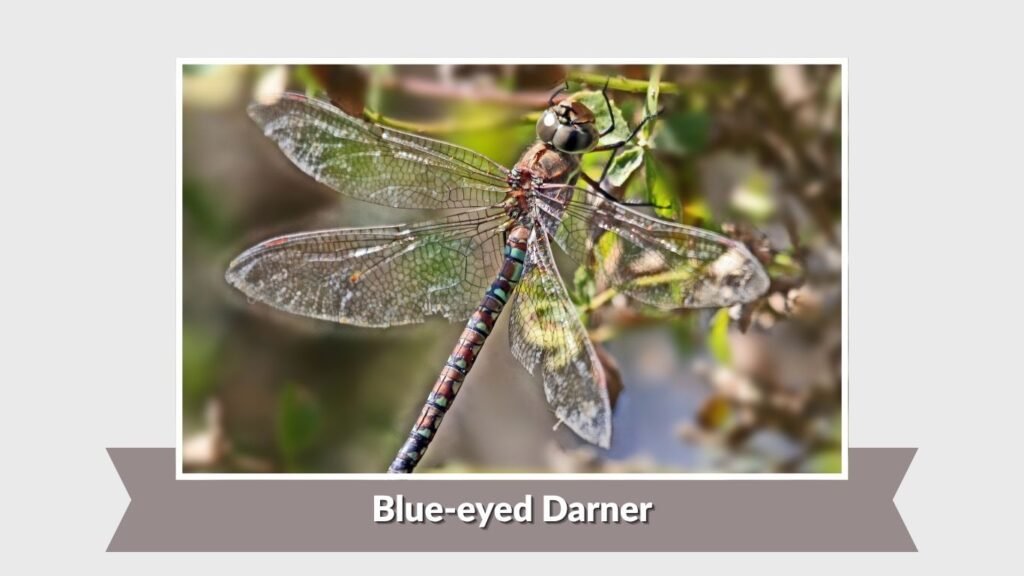 Blue-eyed Darner