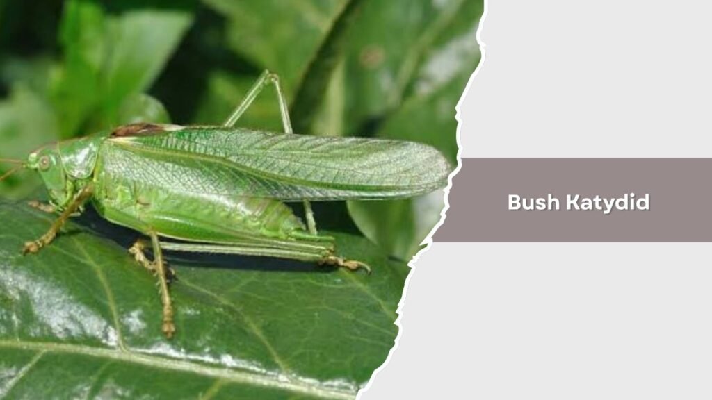 Bush Katydid