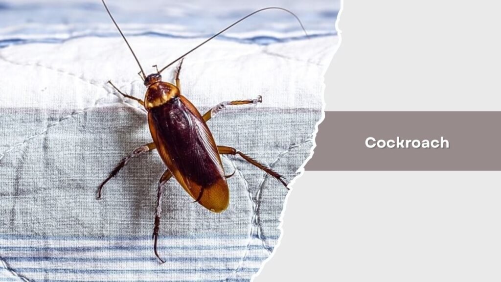 Cockroach