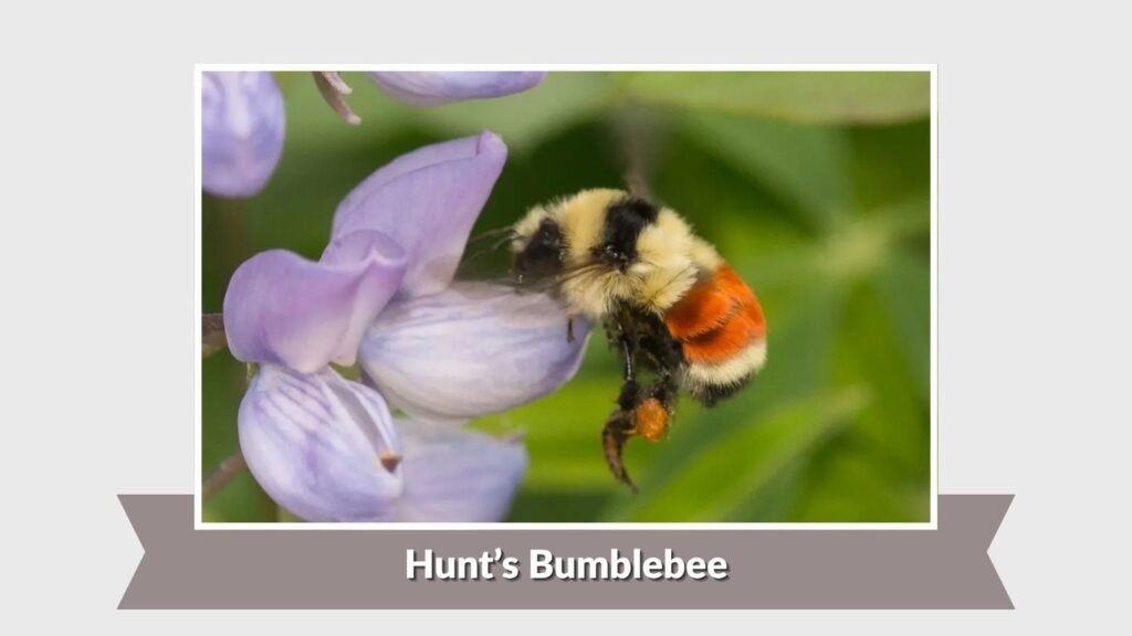Hunt’s Bumblebee