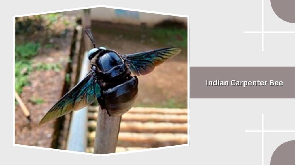  Indian Carpenter Bee