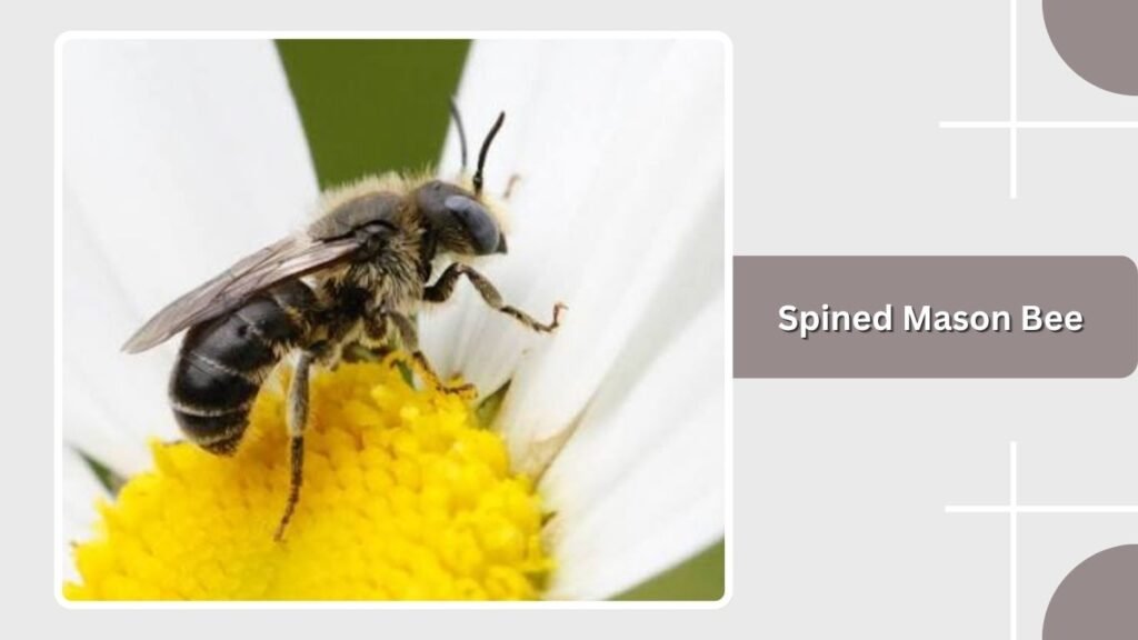 Spined Mason Bee