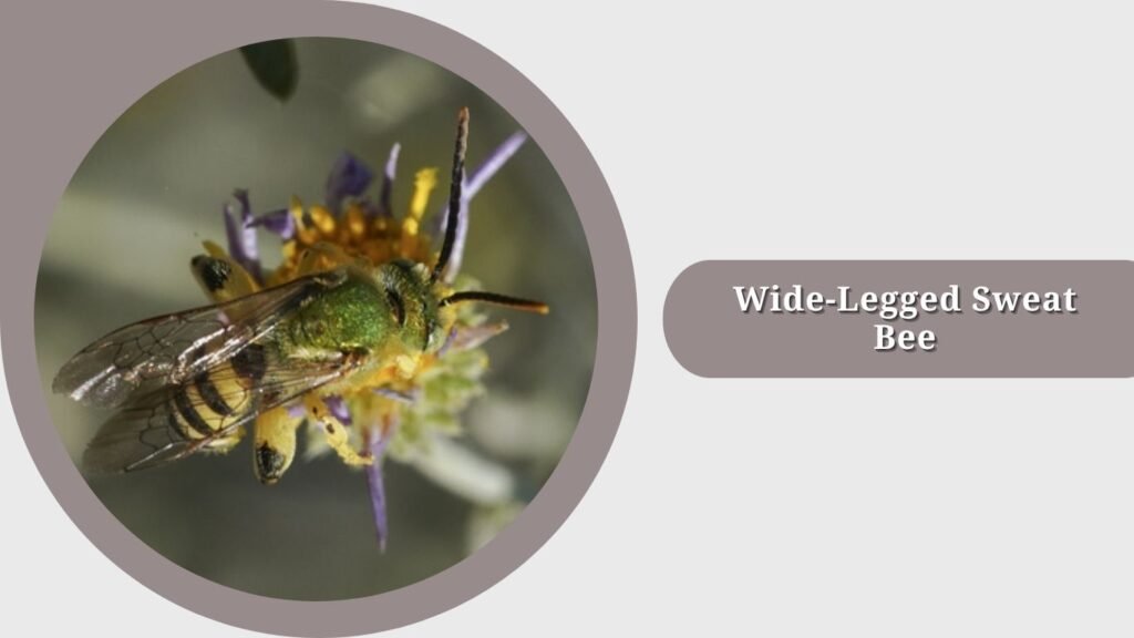 Wide-Legged Sweat Bee
