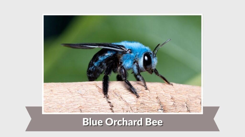 Blue Orchard Bee