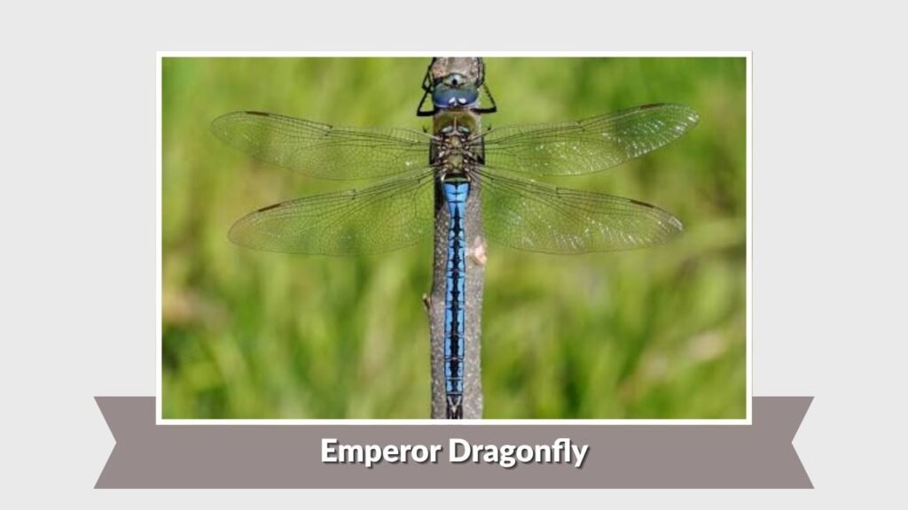 Emperor Dragonfly