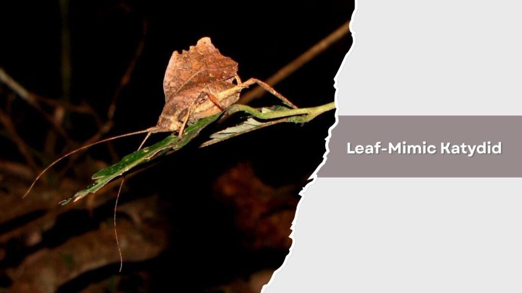 Leaf-Mimic Katydid