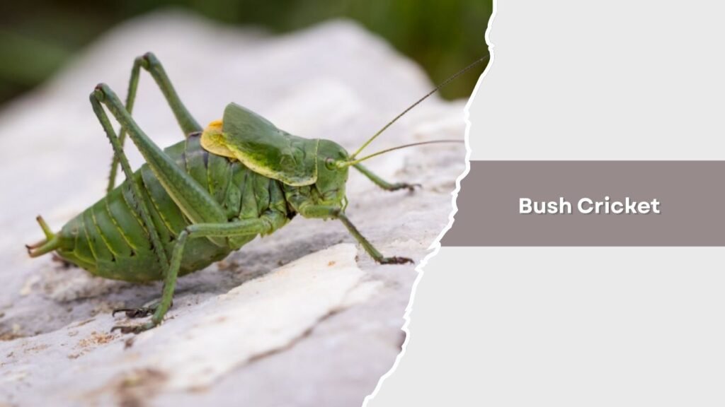 Bush Cricket