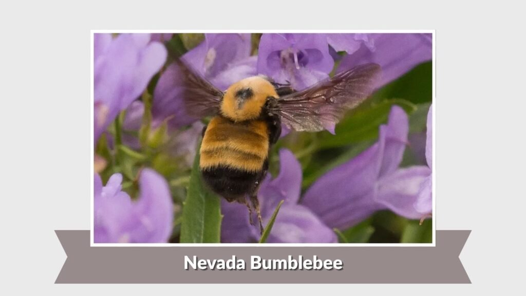 Nevada Bumblebee