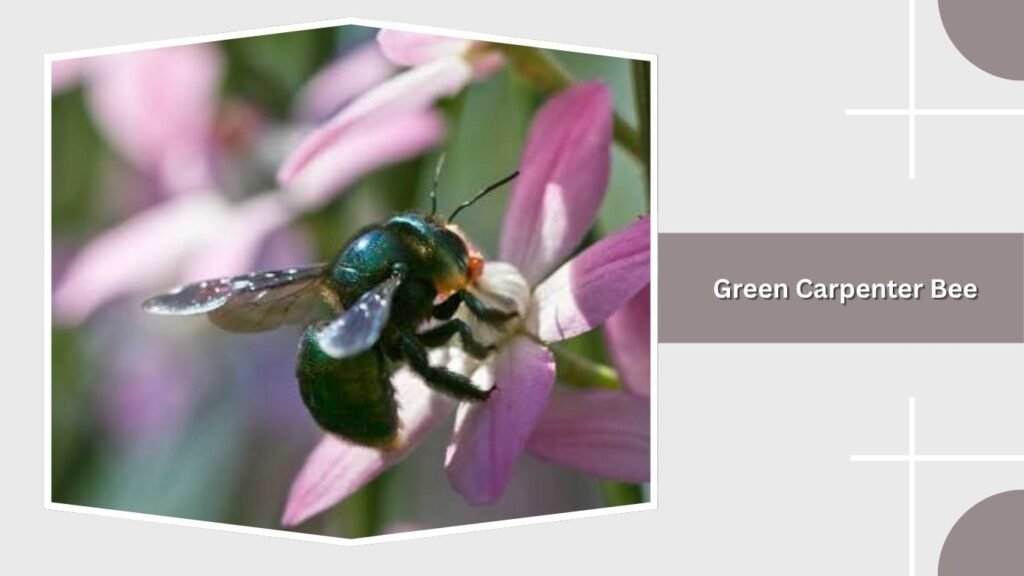 Green Carpenter Bee