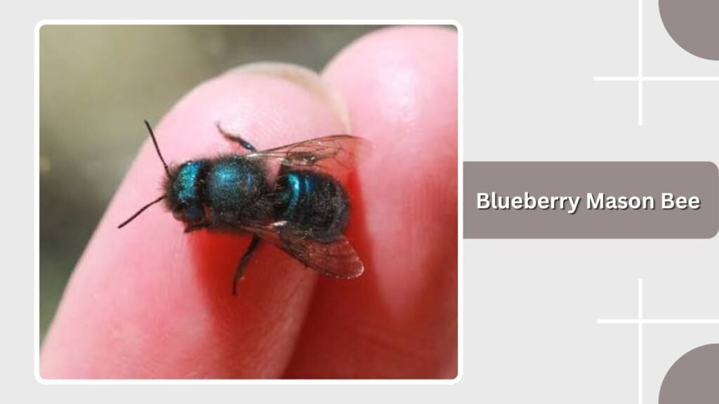 Blueberry Mason Bee