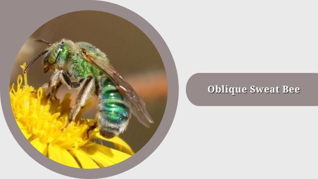 Oblique Sweat Bee