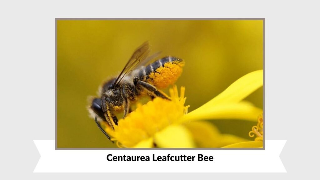 Centaurea Leafcutter Bee