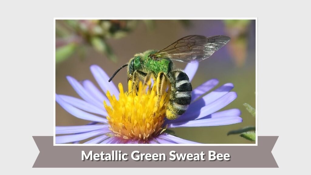 Metallic Green Sweat Bee