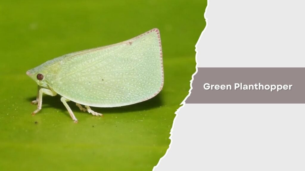 Green Planthopper