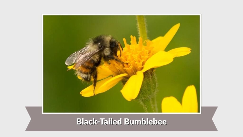 Black-Tailed Bumblebee