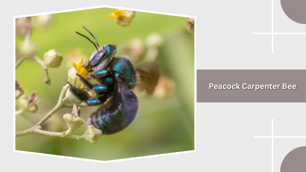 Peacock Carpenter Bee