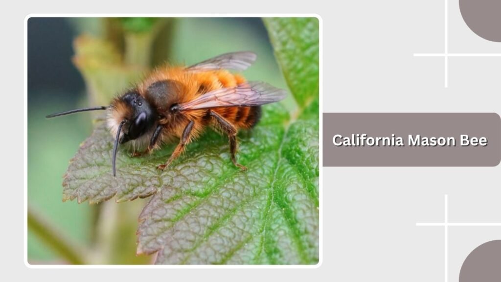 California Mason Bee