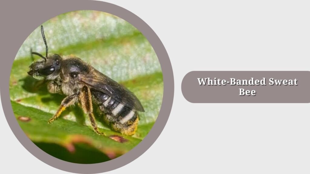 White-Banded Sweat Bee