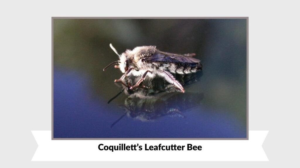 Coquillett’s Leafcutter Bee