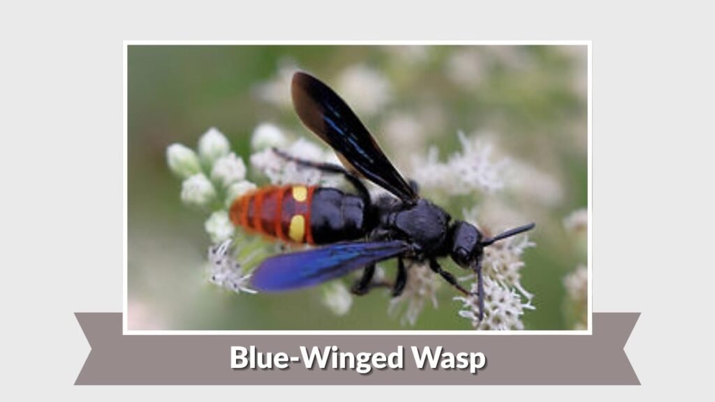 Blue-Winged Wasp