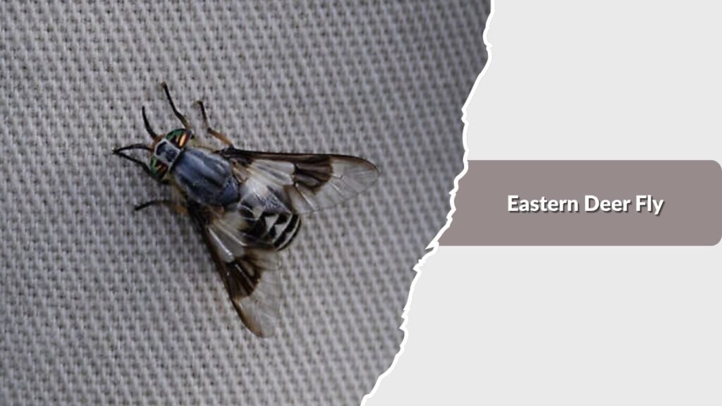 Eastern Deer Fly