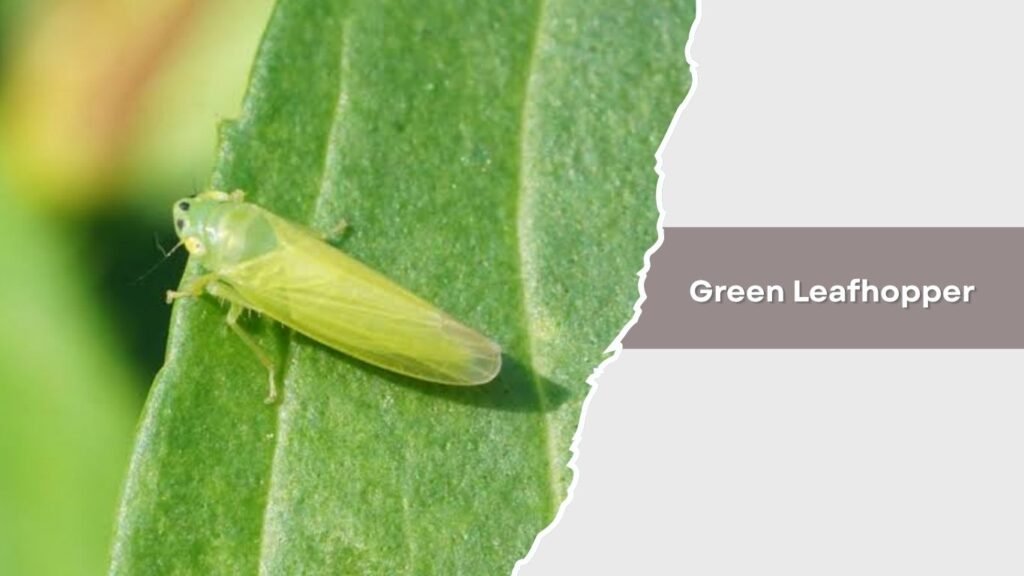  Green Leafhopper