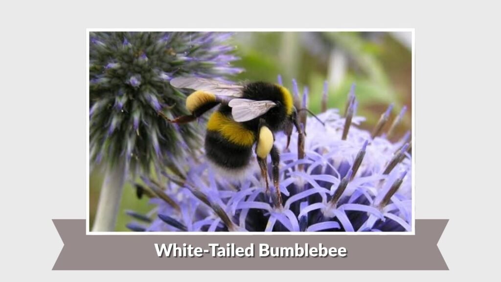 White-Tailed Bumblebee