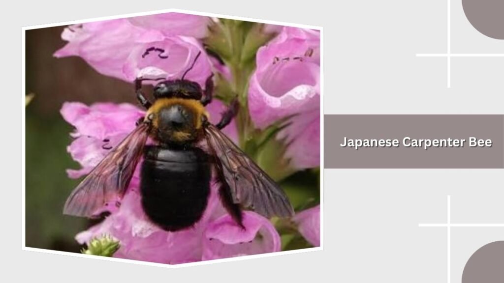 Japanese Carpenter Bee