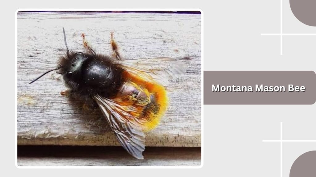 Montana Mason Bee
