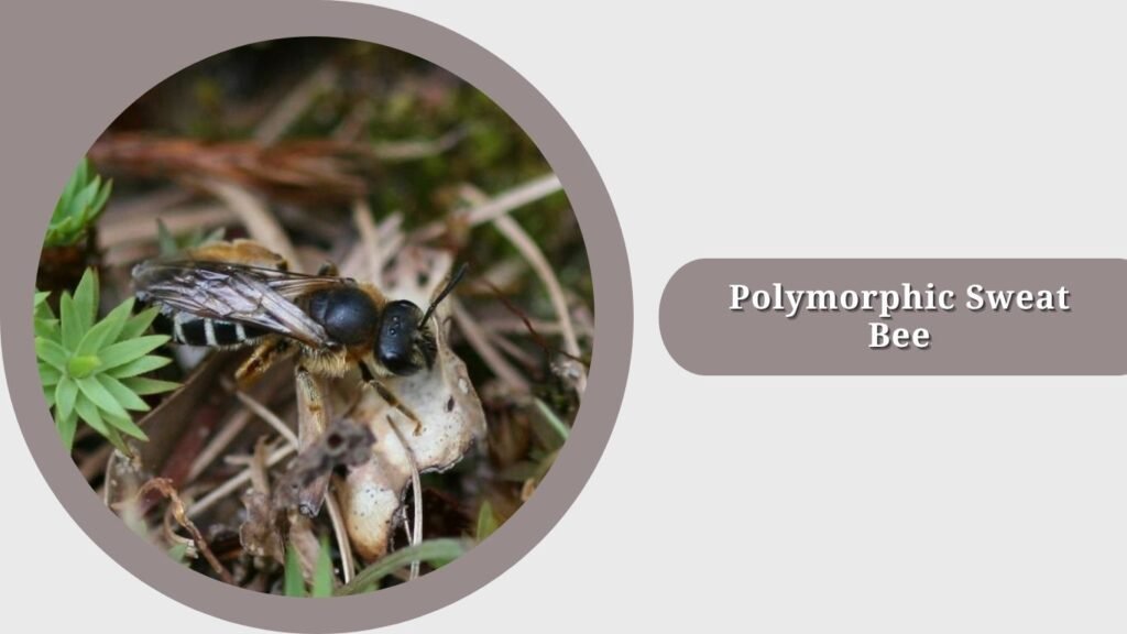 Polymorphic Sweat Bee