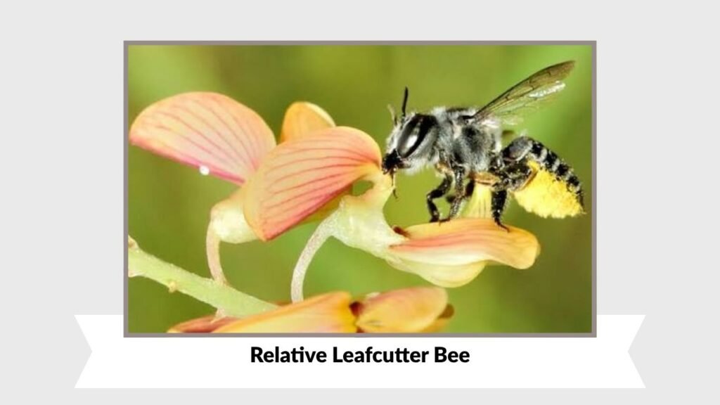 Relative Leafcutter Bee