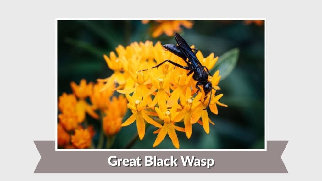 Great Black Wasp