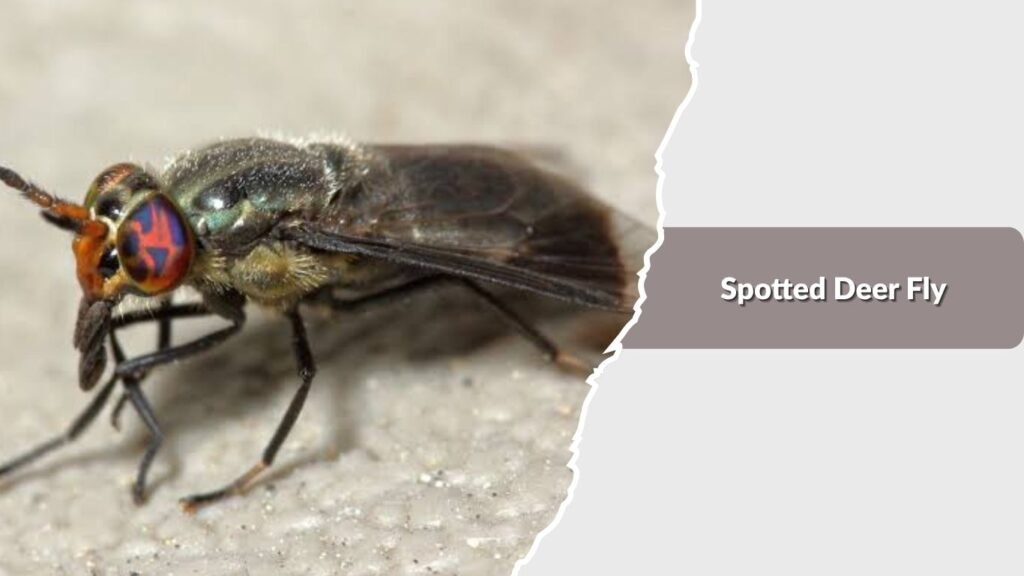 Spotted Deer Fly