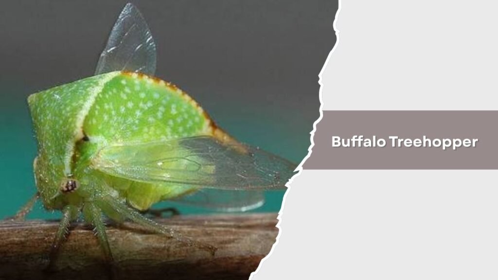 Buffalo Treehopper
