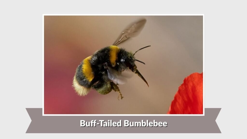 Buff-Tailed Bumblebee