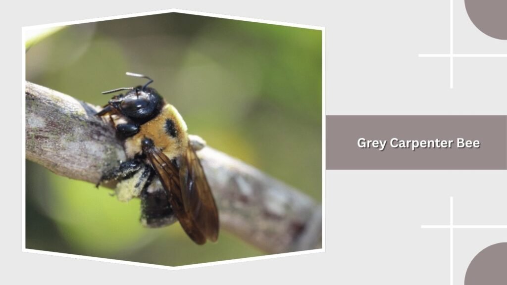 Grey Carpenter Bee
