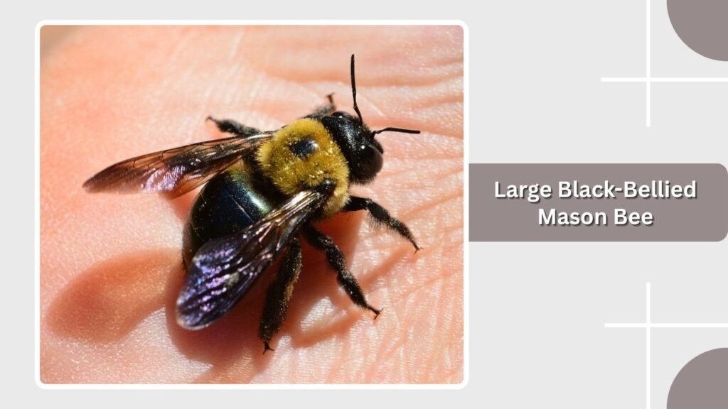 Large Black-Bellied Mason Bee