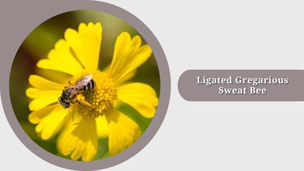 Ligated Gregarious Sweat Bee