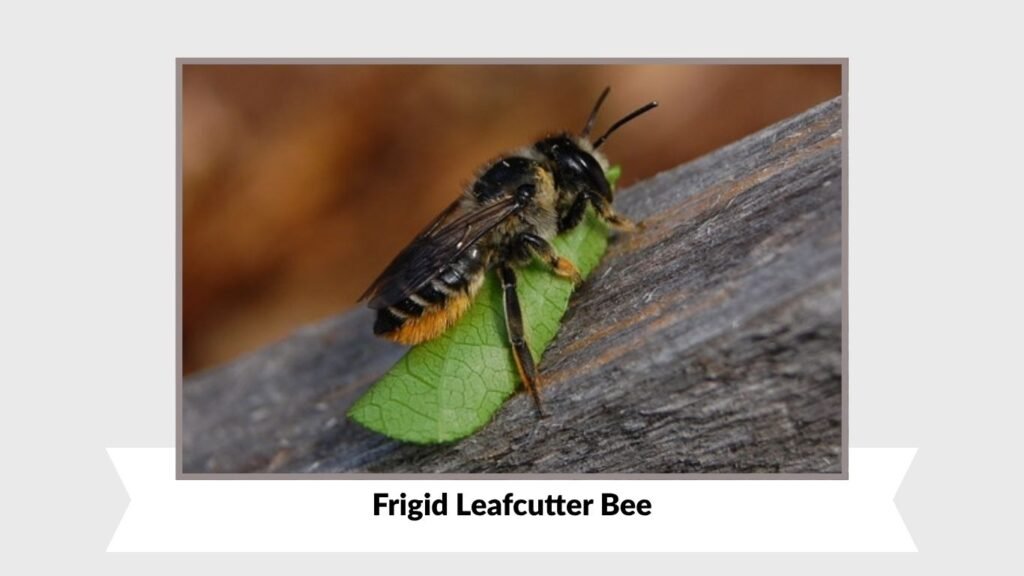 Frigid Leafcutter Bee