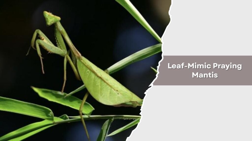 Leaf-Mimic Praying Mantis
