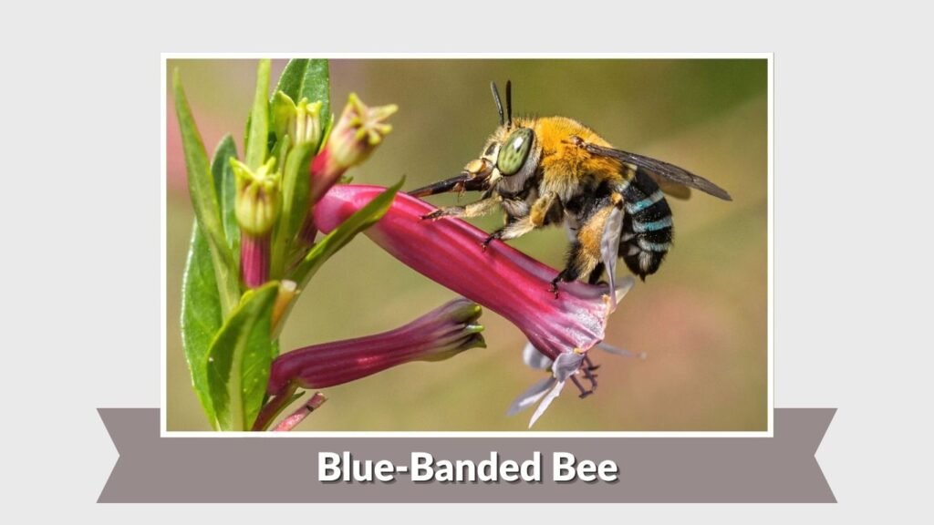 Blue-Banded Bee