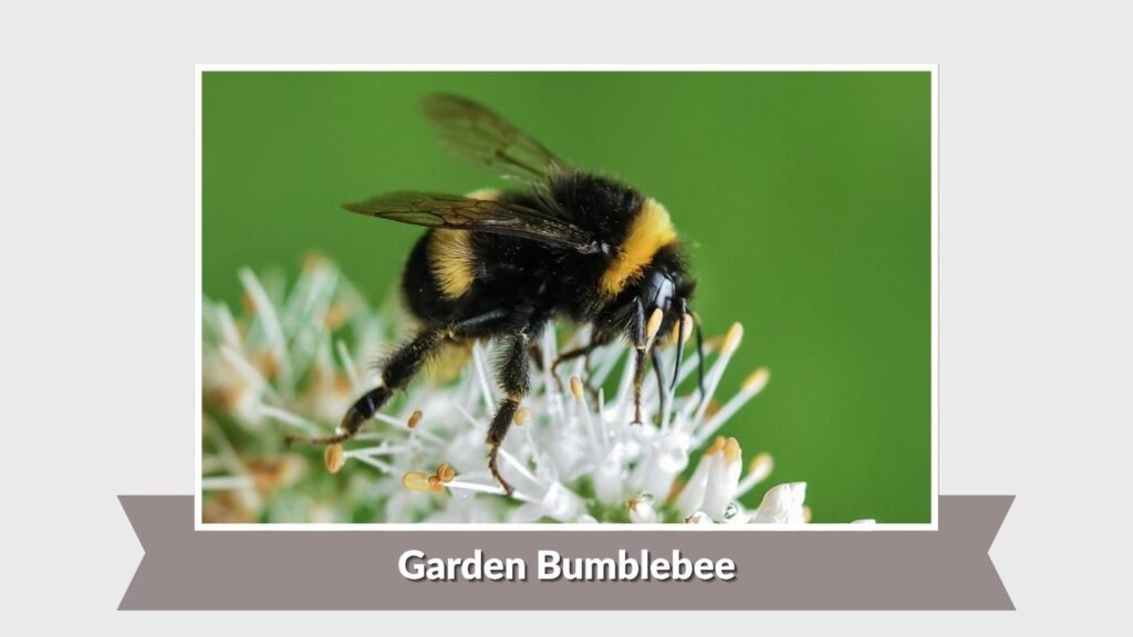 Garden Bumblebee