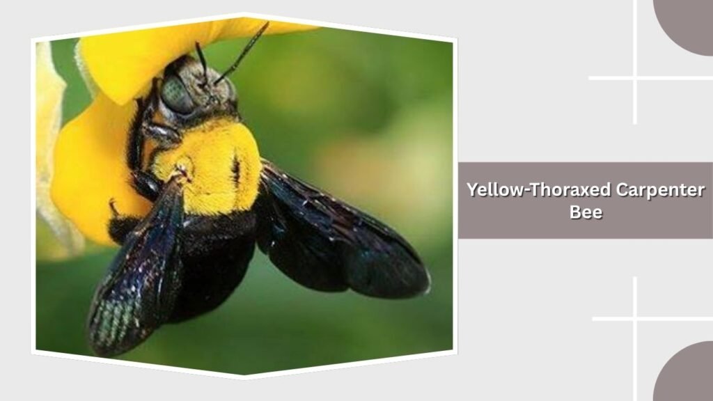  Yellow-Thoraxed Carpenter Bee