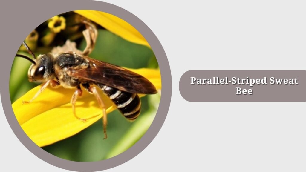 Parallel-Striped Sweat Bee