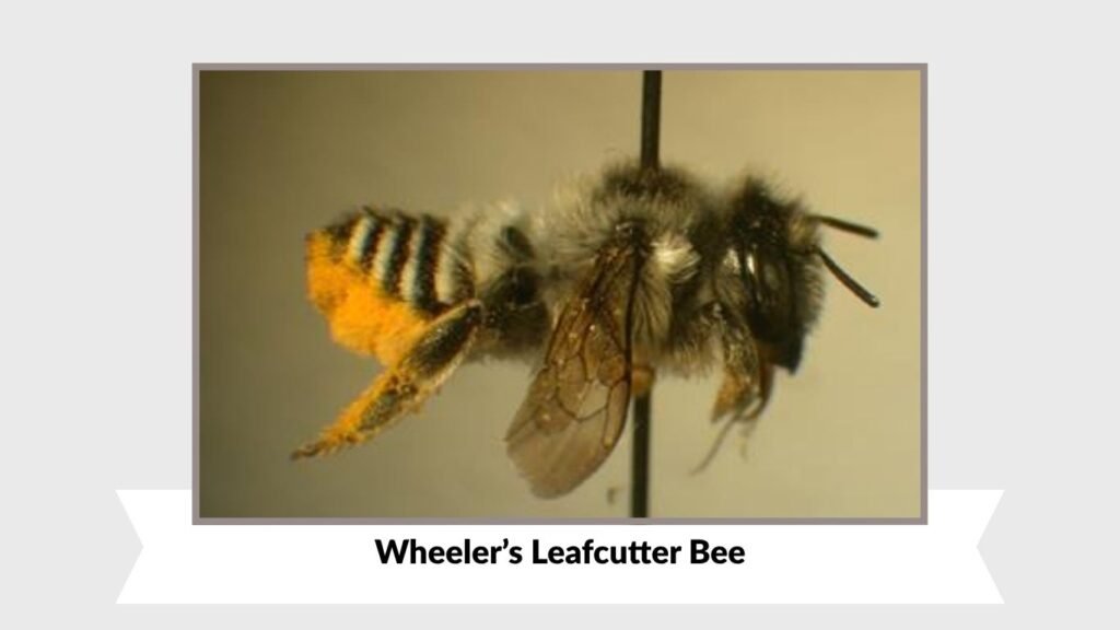 Wheeler’s Leafcutter Bee
