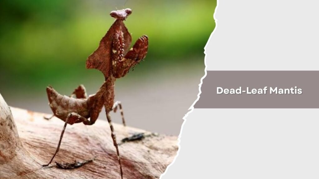 Dead-Leaf Mantis