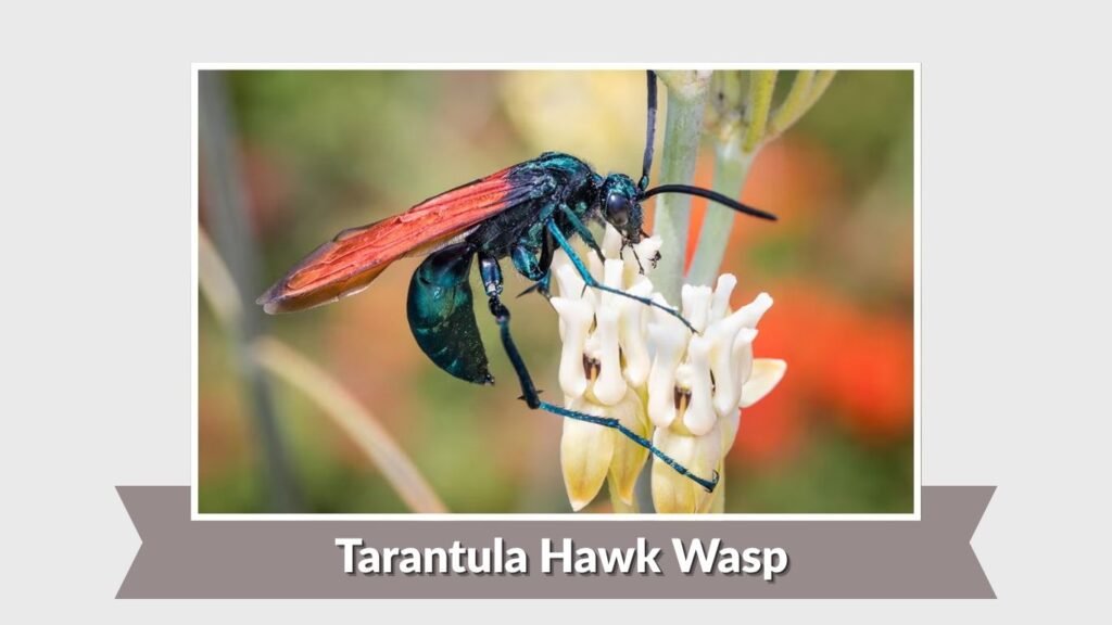 Tarantula Hawk Wasp