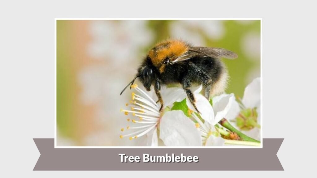 Tree Bumblebee